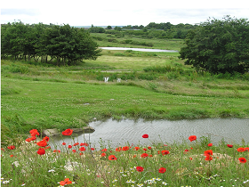 Green spaces will ease flood risk Image